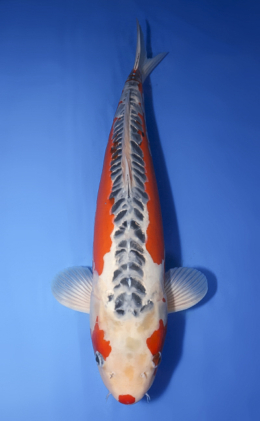 Shusui - koi #x0620s054