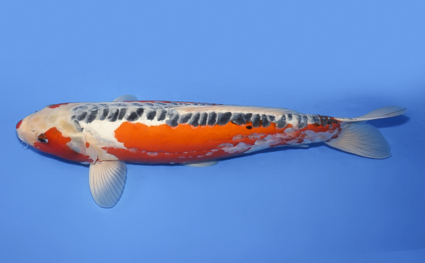 Shusui - koi #x0620s054 - Side View A