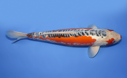 Shusui – koi #x0620s054 - Image 3