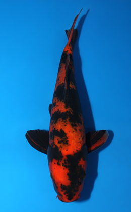 Hi Utsuri - koi #x0623a001