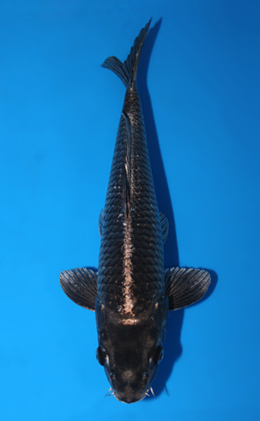 Kawari - koi #x0623a002