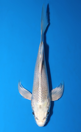 Hirenaga Ginrin Platinum - koi #x0623a003