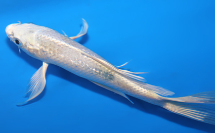 Hirenaga Ginrin Platinum - koi #x0623a003 - Side View A