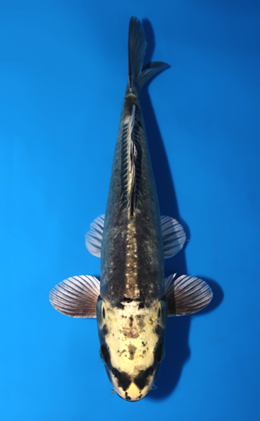 Kawari - koi #x0623a004