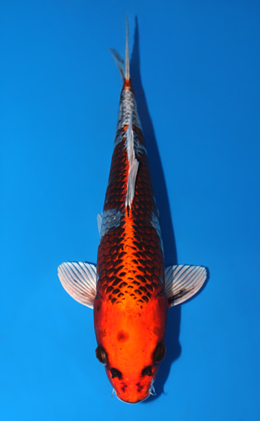 Kujyaku - koi #x0623a005