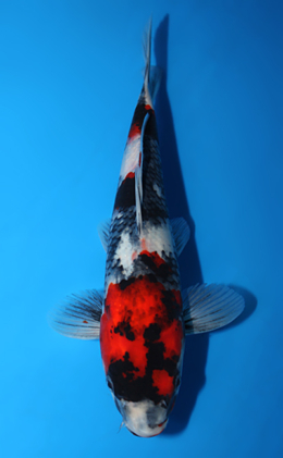 Showa - koi #x0623a006