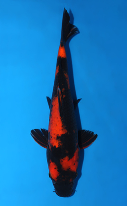 Hi Utsuri - koi #x0623a007
