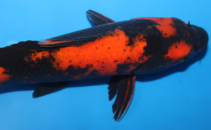 Hi Utsuri - koi #x0623a007 - Side View A