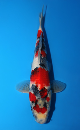 Showa - koi #x0623a008