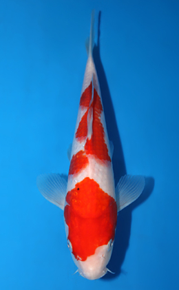 Kohaku - koi #x0623a009