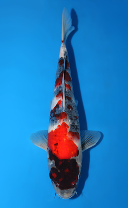 Showa - koi #x0623a010