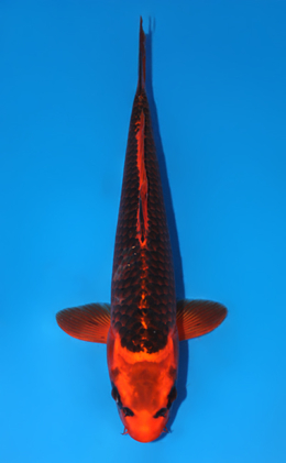 Aka Matsuba Ogon - koi #x0623a014