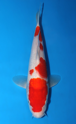 Kohaku - koi #x0623a016