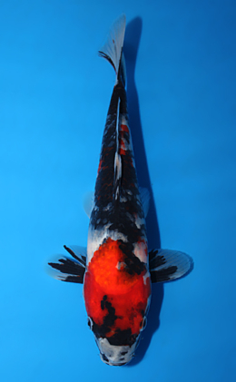 Showa - koi #x0623a017