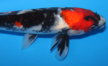 Showa - koi #x0623a017 - Side View A