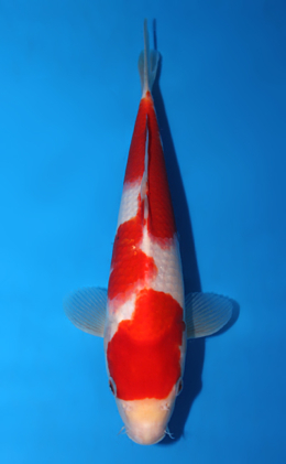 Kohaku - koi #x0623a018