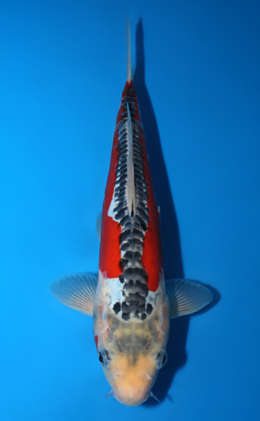 Shusui - koi #x0623a019