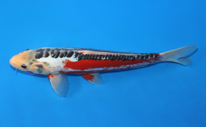 Shusui - koi #x0623a020 - Side View A