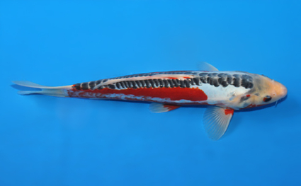 Shusui – koi #x0623a020 - Image 3