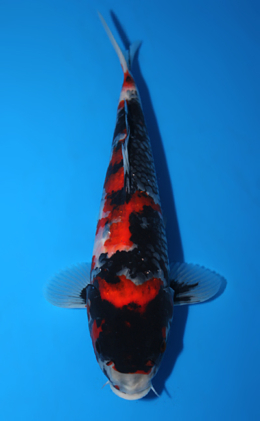 Showa - koi #x0623a021