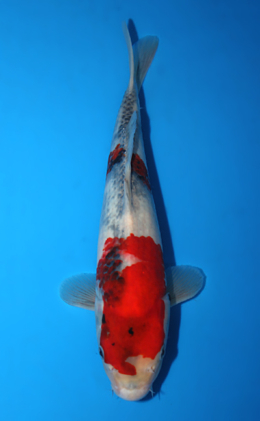 Showa - koi #x0623a022