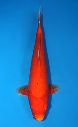 Benigoi - koi #x0623a024