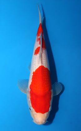 Kohaku - koi #x0623a026