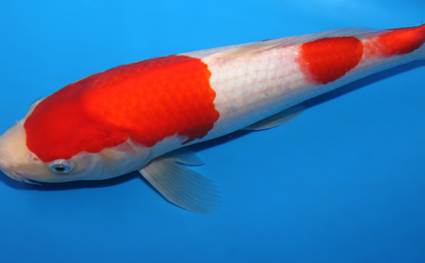 Kohaku - koi #x0623a026 - Side View A