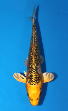 Ginrin kimatsuba Ogon - koi #x0623a027