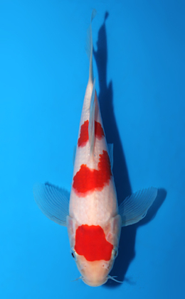 Hirenaga Kohaku - koi #x0623a028