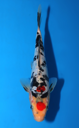 Doitsu Showa - koi #x0623a029