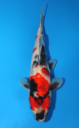 Showa - koi #x0623a030
