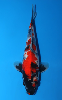 Showa - koi #x0623a031
