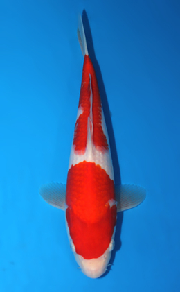 Kohaku - koi #x0623a032