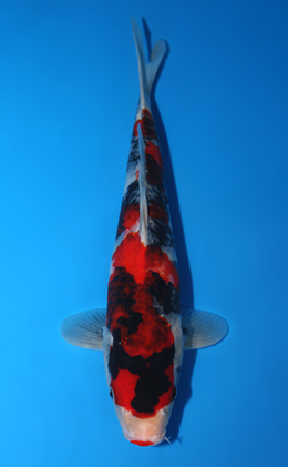 Showa - koi #x0623a033