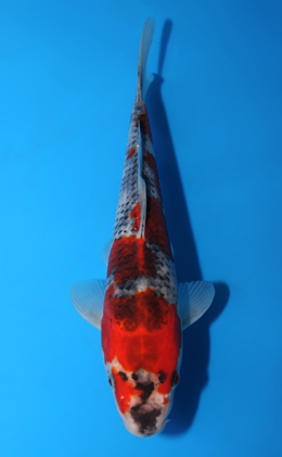 Goshiki - koi #x0623a034