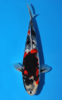 Showa - koi #x0623a035