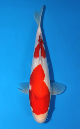 Kohaku - koi #x0623a036