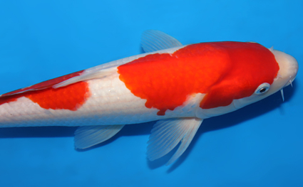 Kohaku - koi #x0623a036 - Side View A