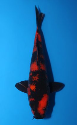 Hi Utsuri - koi #x0623a037