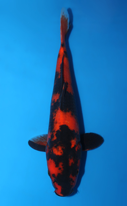 Hi Utsuri - koi #x0623a038