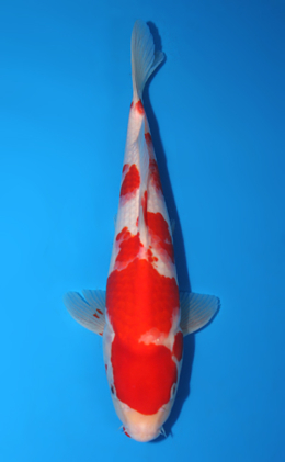 Kohaku - koi #x0623a039