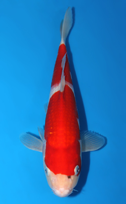 Kohaku - koi #x0623a040