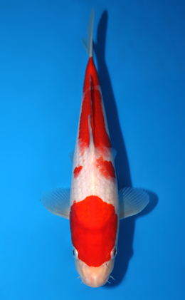 Kohaku - koi #x0623a041