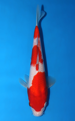 Kohaku - koi #x0623a043