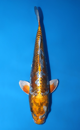 Metallic Ochiba - koi #x0623a044