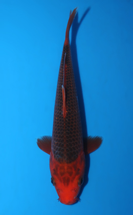Aka Matsuba - koi #x0623a045