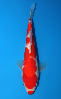 Kohaku - koi #x0623a047