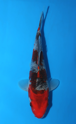 Goshiki - koi #x0623a048