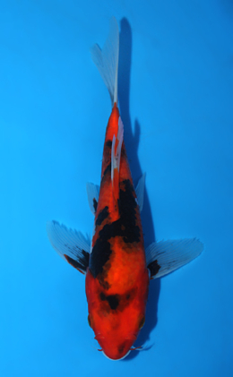 Hirenaga Showa - koi #x0623a050
